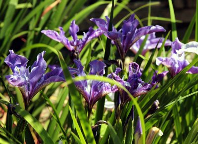_MG_2499.jpg