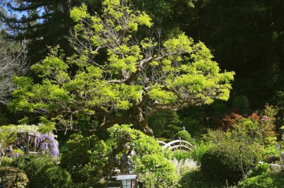 Hakone Japanese Gardens, South San Francisco