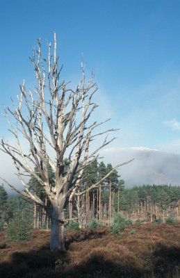 42 231003 Lone tree in Glenmore Forest.JPG