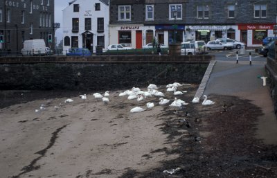Oban Beach with Swans.