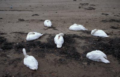Oban Beach with Sleeping Swans.