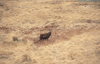 Deer on the A849.