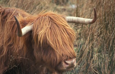 Highland Cow on the A849.