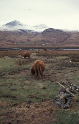Highland Cow on the A849.