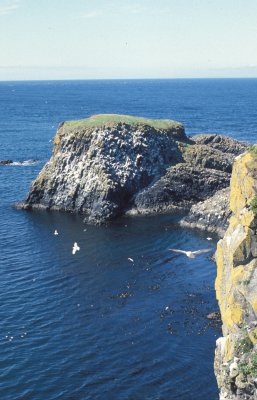Cliffs and Seagulls at Carrickarede.
