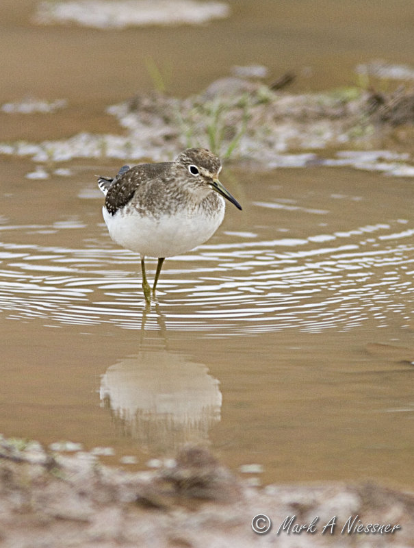 Solitary Sandpiper Front View