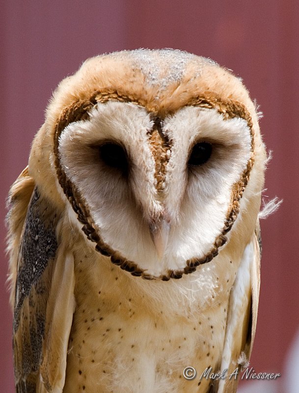 Young Barn Owl
