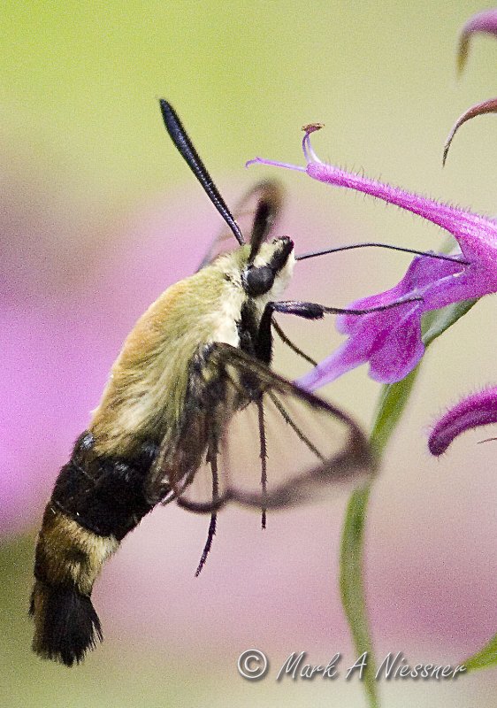 Snowberry Clearwing (Hemaris diffinis)  (19).jpg