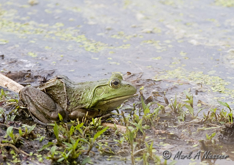 Pig Frog (Rana grylio) 