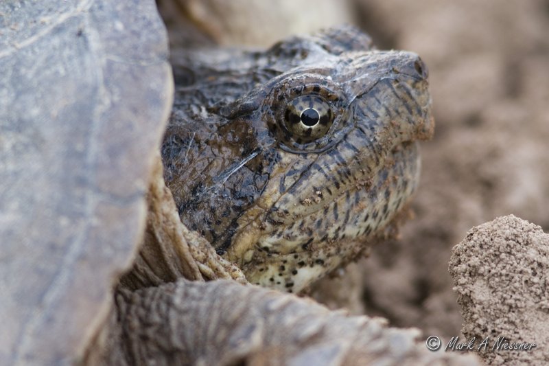 Snapping Turtle Portrait or A Face Only A Mother Could Love
