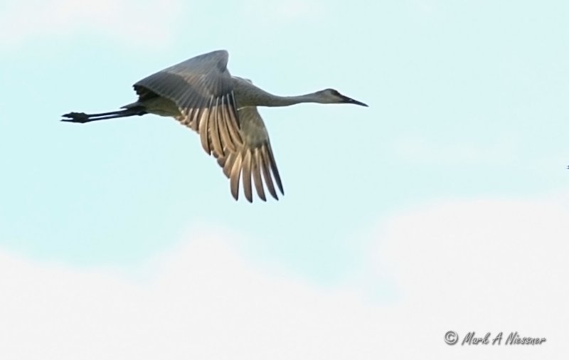 Sandhill Crane