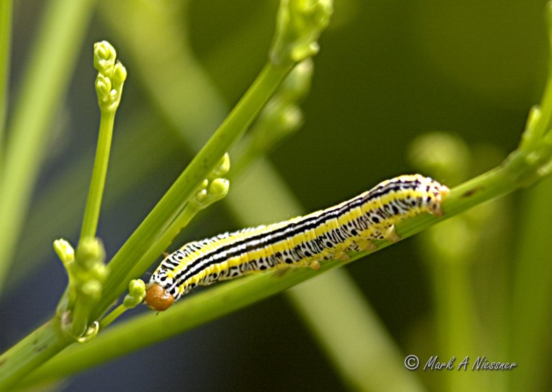 Zebra Caterpiller (Melanchra picta) .jpg
