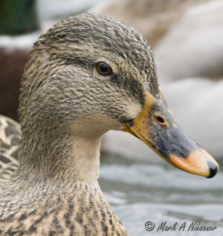 Mallard Hen Portrait