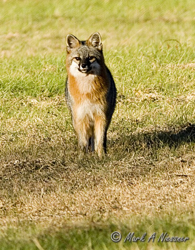 Grey Fox frontal.jpg