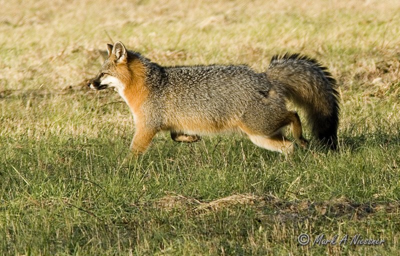 Grey Fox on point.jpg