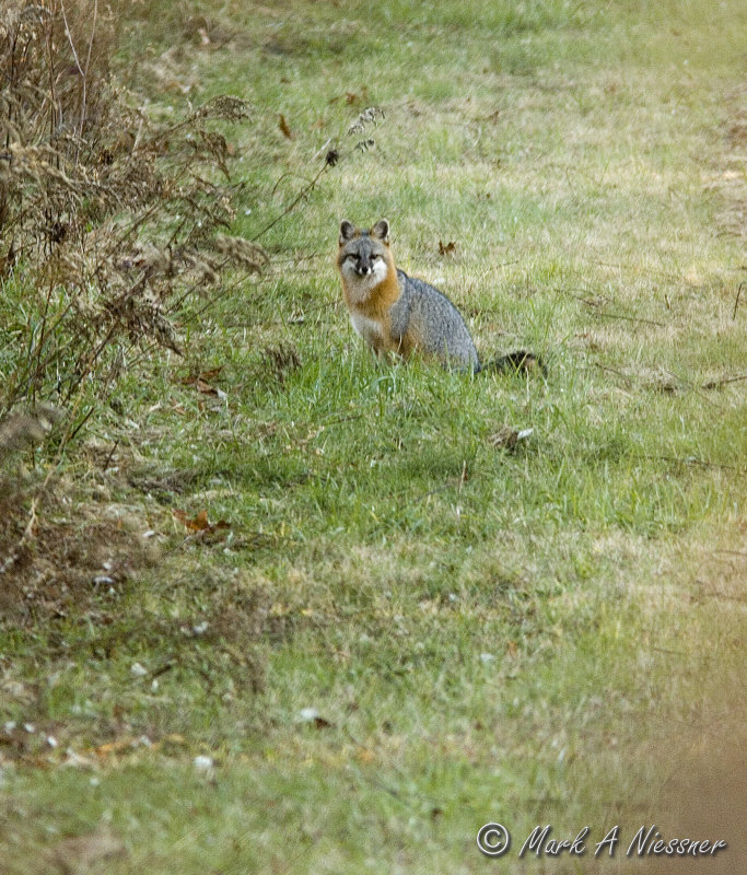 Grey Fox sitting.jpg