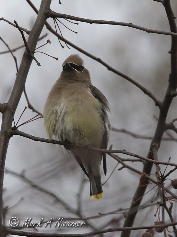 Ruffled Cedar Waxwing