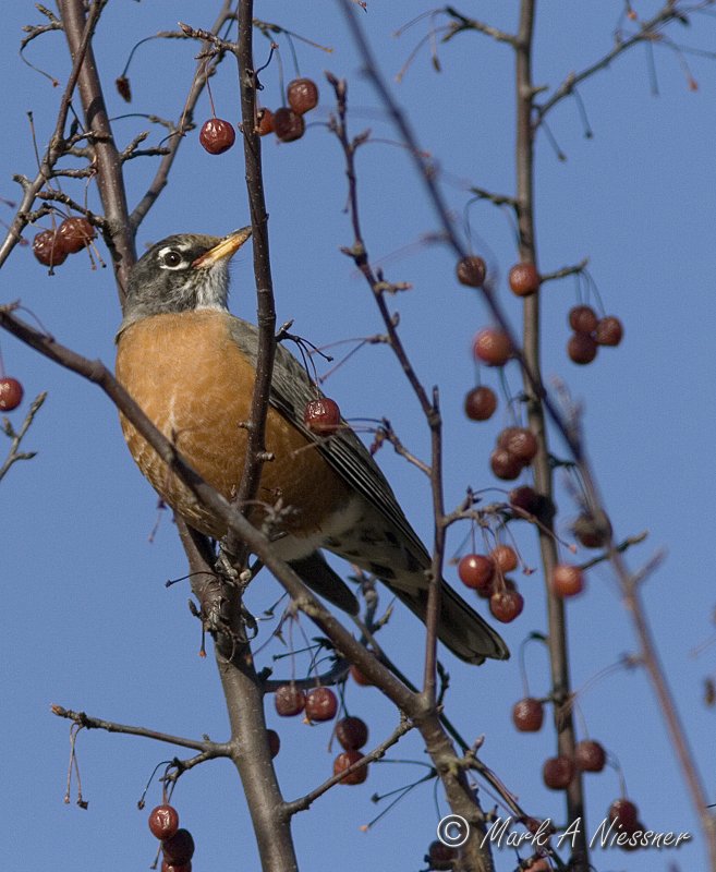 American Robin in a crabapple tree