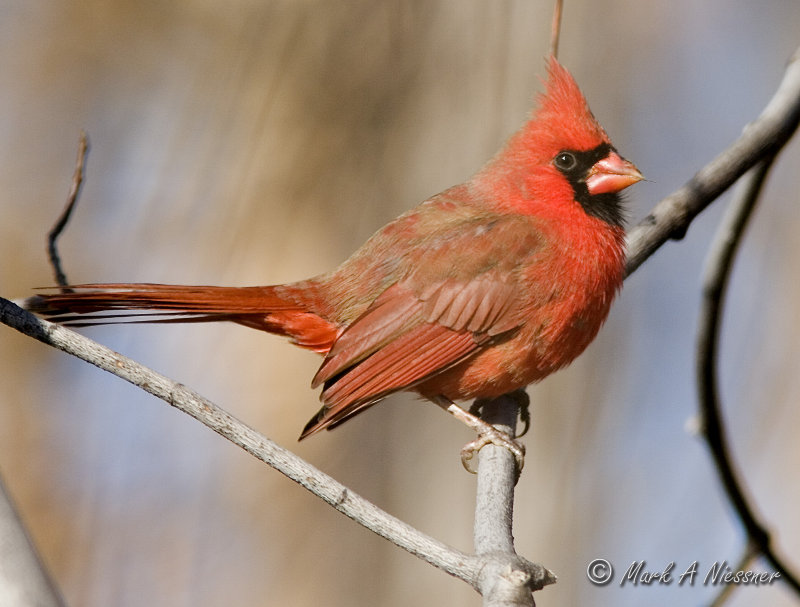 Cardinal