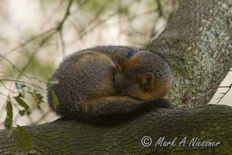 Grey Fox sleeping in tree.jpg