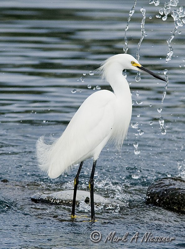 Snowy Egret (Egretta thula) enjoying a fountain.jpg