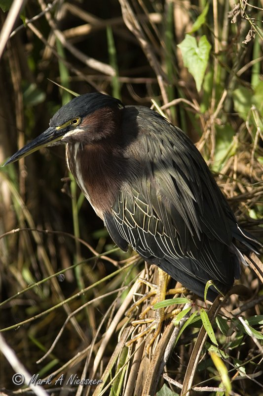Green Heron (Butorides virescens) (1).jpg