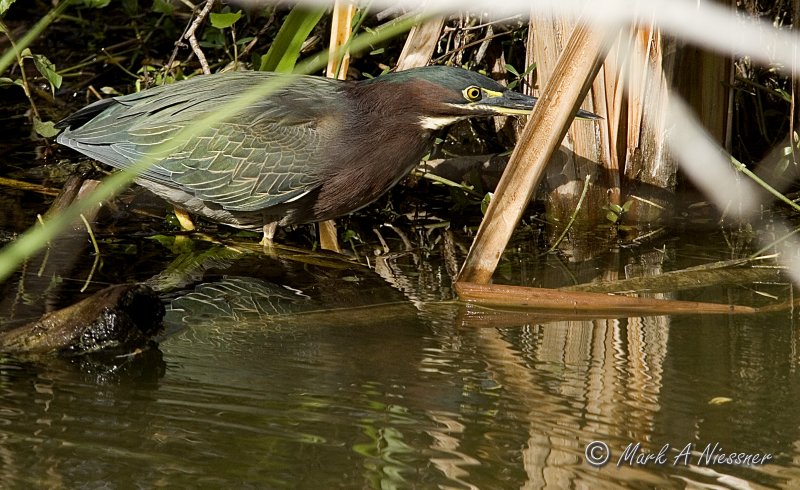 Green Heron hunting.jpg