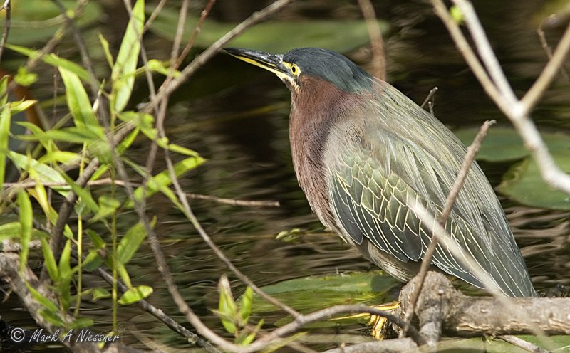 Green Heron.jpg