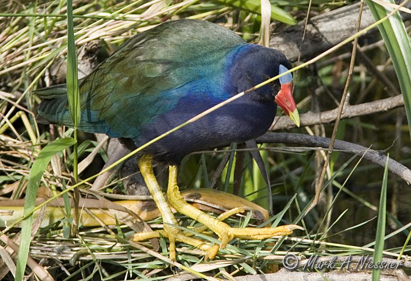 Purple Gallinule (Porphyrio martinica).jpg