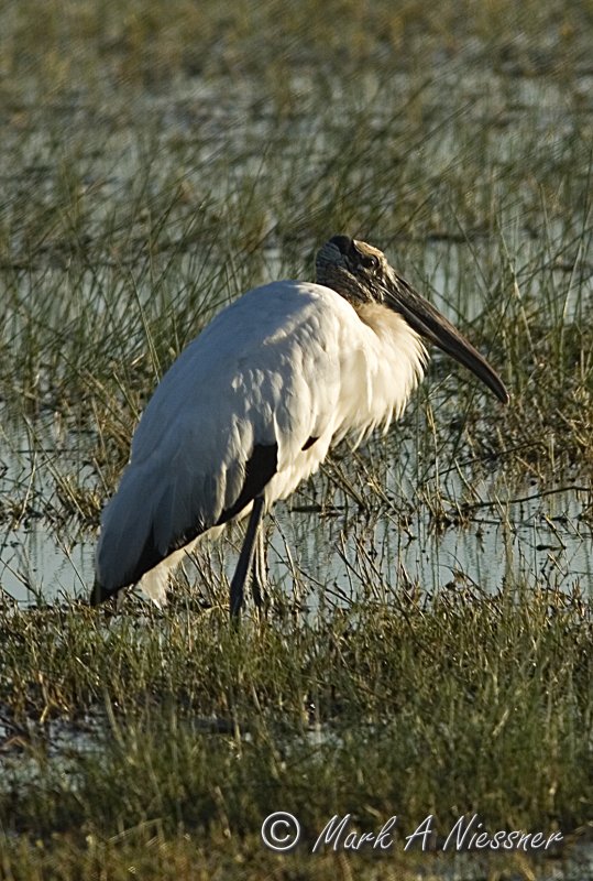 Wood Stork (Mycteria americana).jpg