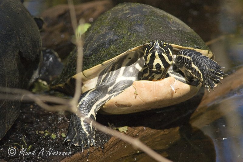 Florida Cooter (Chrysemys floridana).jpg