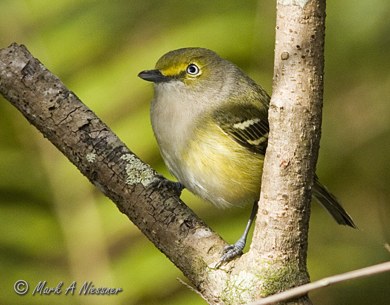 White-eyed Vireo (Vireo griseus).jpg
