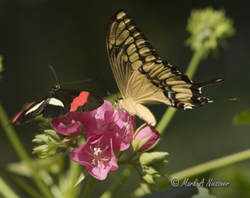 Giant Swallowtail and Erato Heliconian