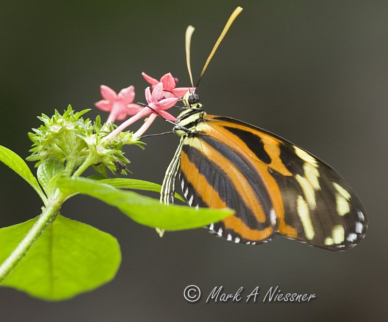Isabellas Heliconian (Eueides isabella)
