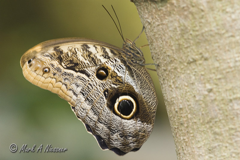 Owl Butterfly (Caligo memnon).jpg