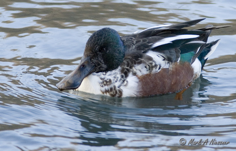 Northern Shoveler