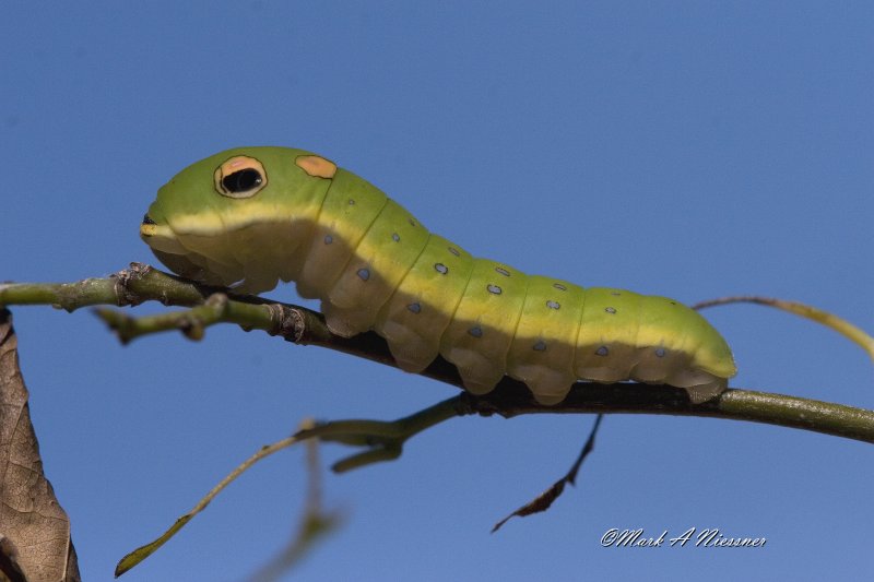 4th instar Spicebush swallowtail Caterpiller.jpg