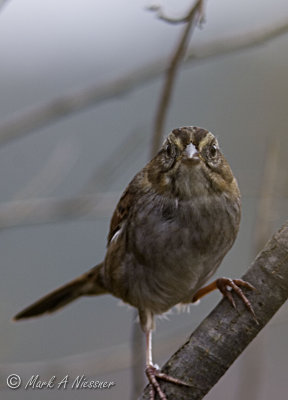Swamp Sparrow (Melospiza georgiana) (1)