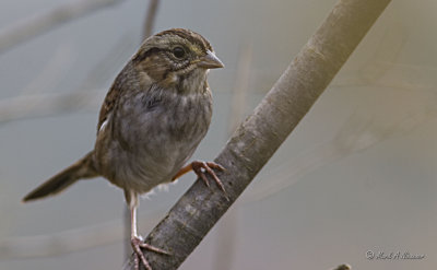 Swamp Sparrow (Melospiza georgiana) (2)