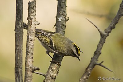 Golden-Crowned Kinglet (Back and crown not flared)