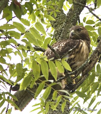 Immature Redtailed Hawk hiding in a tree