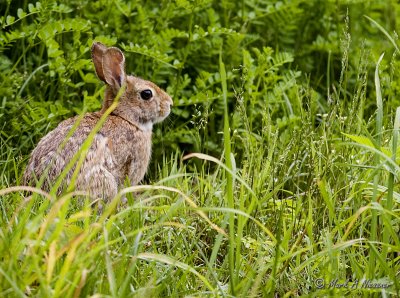 Eastern Cottontail Rabbit (Sylvilagus floridanus).jpg