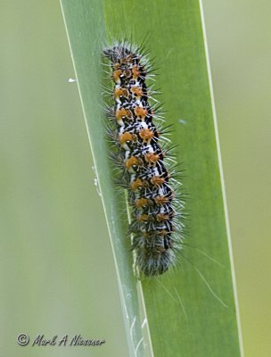 Henrys Marsh Moth (Simyra henrici).jpg
