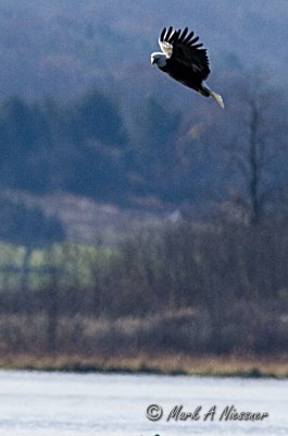 Bald Eagle (Haliaeetus leucocephalus) (37)