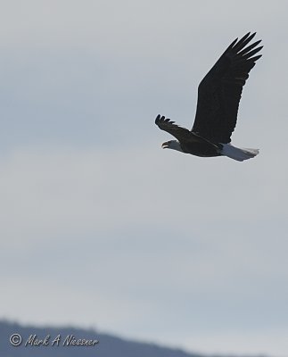 Bald Eagle (Haliaeetus leucocephalus) (59)