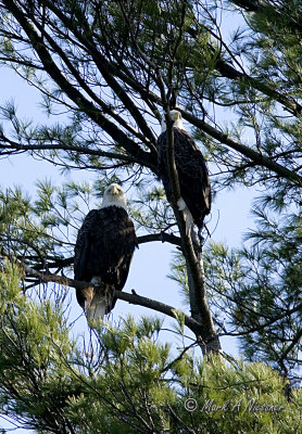Eagle pair - Look ahead