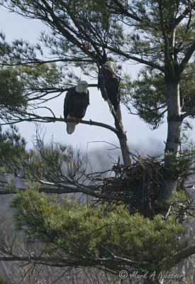 Eagle pair watching the nest