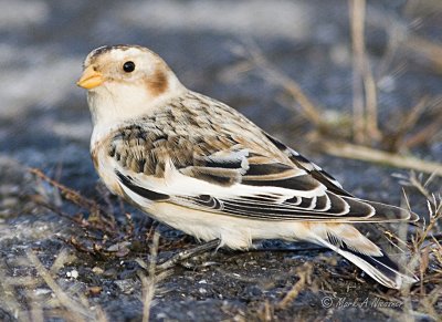 Snow Bunting (Plectrophenax nivalis) (9)