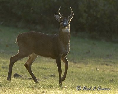 Whitetail Deer Buck.jpg
