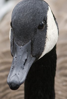 Canada Goose Portrait(1)